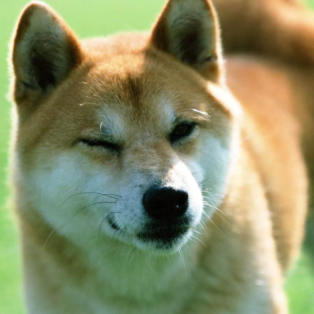 日本秋田犬japanese akita